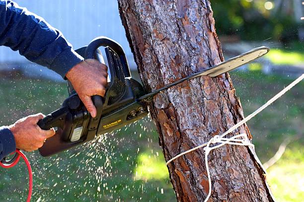 Best Arborist Consultation Services  in Mayville, NY