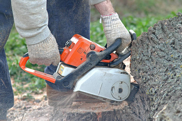 Lawn Grading and Leveling in Mayville, NY