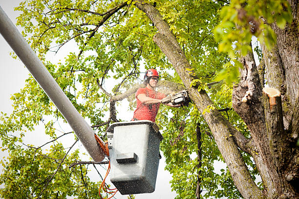 Reliable Mayville, NY Tree Removal Services Solutions