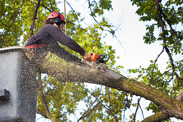 How Our Tree Care Process Works  in  Mayville, NY