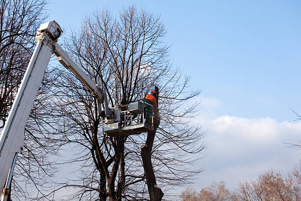 Best Tree Disease Treatment  in Mayville, NY